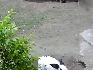 35.rabbit Fucking Chicken