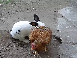 35.rabbit Fucking Chicken