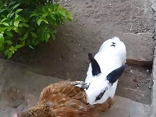 35.rabbit Fucking Chicken