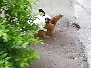 35.rabbit Fucking Chicken