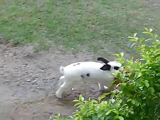 35.rabbit Fucking Chicken