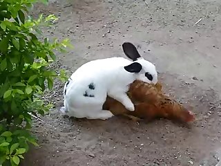 35.rabbit Fucking Chicken