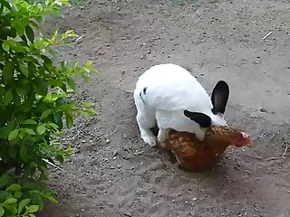 35.rabbit Fucking Chicken