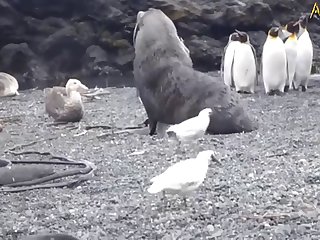 5.seal Fucking Pangwin