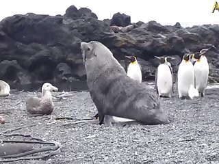 5.seal Fucking Pangwin