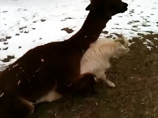 7.lama Fucking Goat