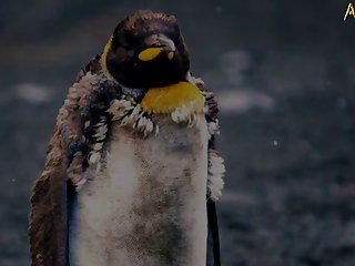5.seal Fucking Pangwin