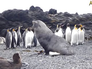 5.seal Fucking Pangwin