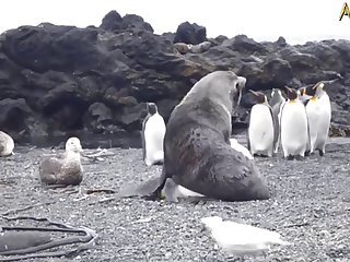5.seal Fucking Pangwin