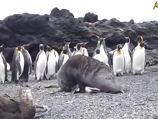 5.seal Fucking Pangwin