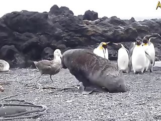 5.seal Fucking Pangwin