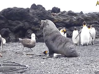 5.seal Fucking Pangwin