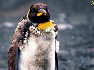 5.seal Fucking Pangwin