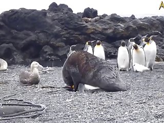5.seal Fucking Pangwin