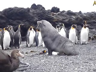 5.seal Fucking Pangwin