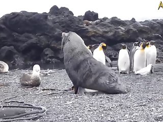 5.seal Fucking Pangwin