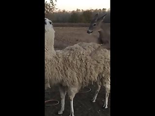 28.deer Fucking Llama