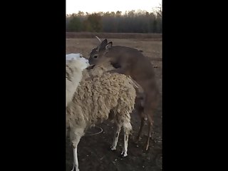 28.deer Fucking Llama