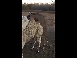 28.deer Fucking Llama