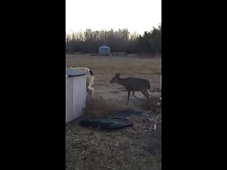 28.deer Fucking Llama