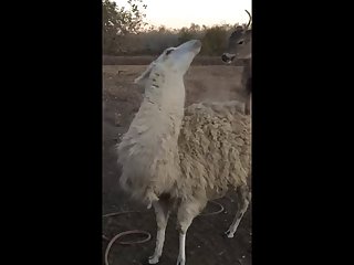 28.deer Fucking Llama
