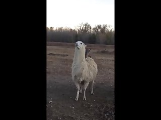 28.deer Fucking Llama