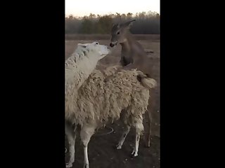 28.deer Fucking Llama