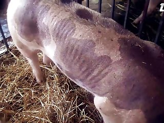 Sophitia Headscissor Xxx Porn