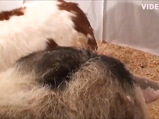 Bbw Big Tit Stars Porn Xxx