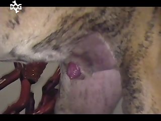 Milfed Porn Xxx