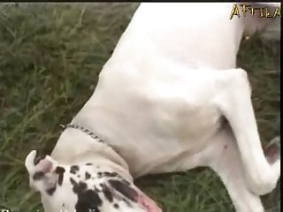 Ashley The Terrible Hinca P Xxx Porn