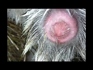 Animal Sex Vedios