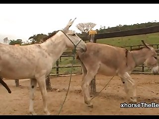 Donkey Ass