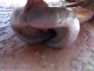 Skinny Dog Porn