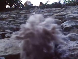 New 3d Dog Porn