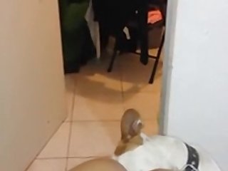 The Animal Sex Scene