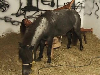 Hindi Animal Sex