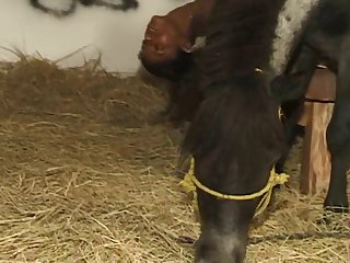 Hindi Animal Sex