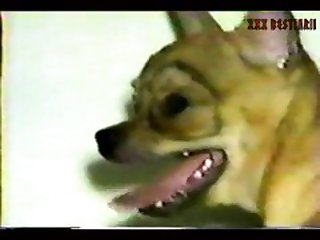 Girls Forced To Suck Dog Cock