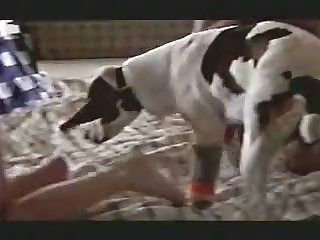 Animal Horse Porn