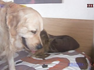 獣姦 動画