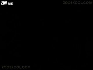 Zoofilia Gato