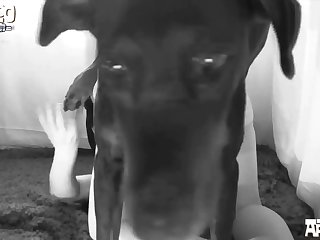 Sexo Com Cavalos