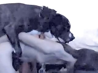 Xxx Animal Video