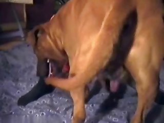 سكس حيونات