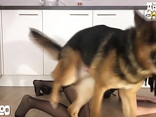 Dog Cachorro Z00