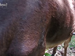 Sexo Com Animais Diferentes