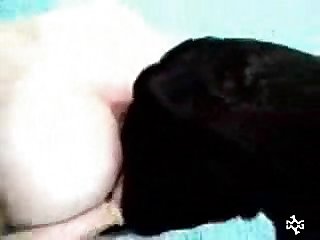 Porno Zoofilia Com Cavalo