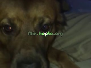Foda Com Animais