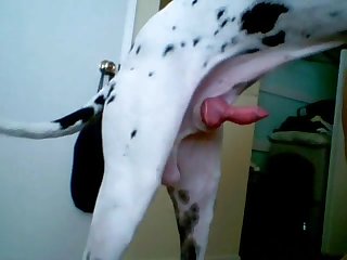 Animalsex